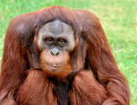 Orangutan Busch Gardens