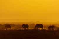 Elephants Ambroseli Kenya