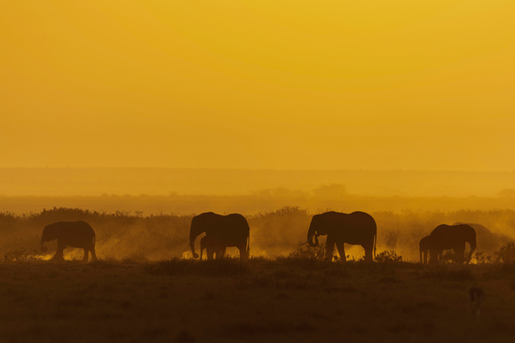 Elephants Ambroseli Kenya