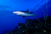 Caribbean Reef Shark: Carcharhinus perezi