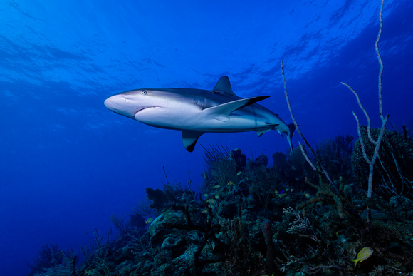 Caribbean Reef Shark: Carcharhinus perezi