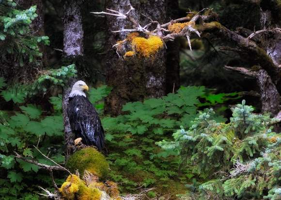 Eagle In forest Afognak Island