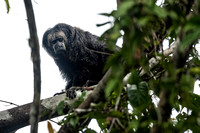 Rio TapajÃ³s saki or Gray's bald-faced saki[3] (Pithecia irrora